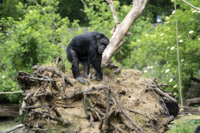 Chimpansee Burgers'Zoo