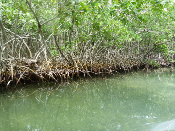 Mangrove Burgers'Zoo