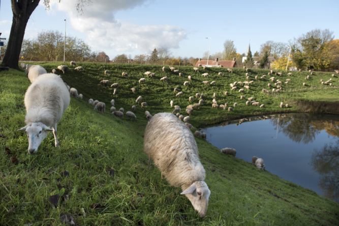 Elden schapen