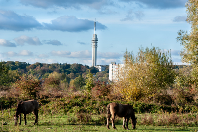 Paarden in Meinerswijk en TenneT toren