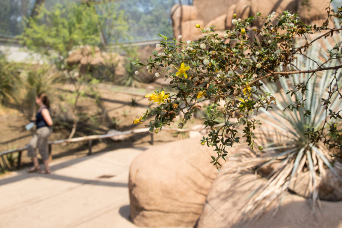 Desert Burgers'Zoo