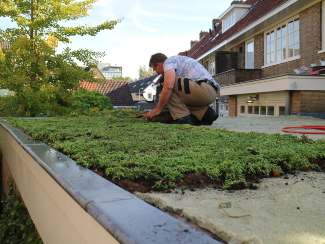 Groene daken voor klimaatadaptatie in Arnhem