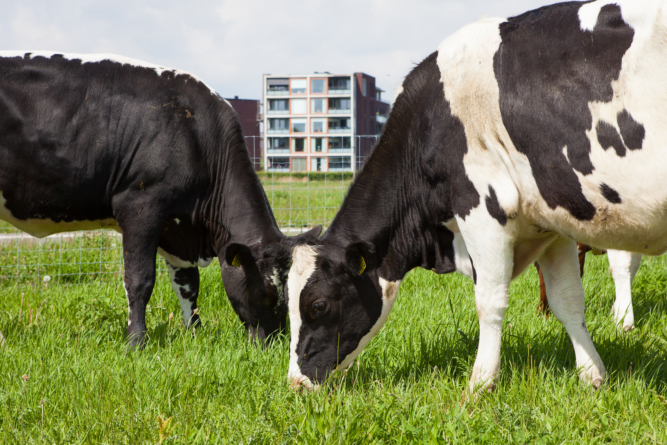 Koeien in Schuytgraaf