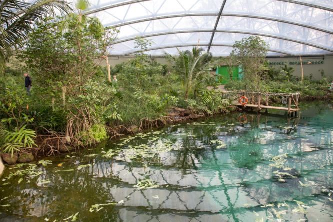 Mangrove Burgers'Zoo