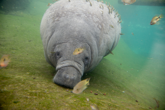 Zeekoe Burgers'Zoo