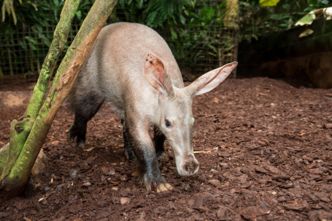 Aardvarken Burgers'Zoo