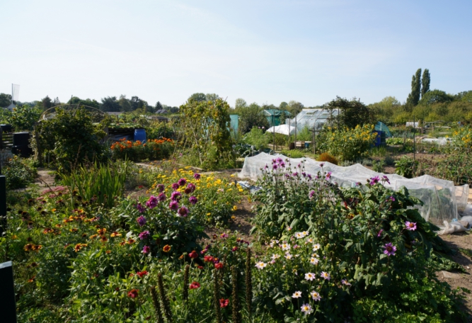 Moestuin Arnhem