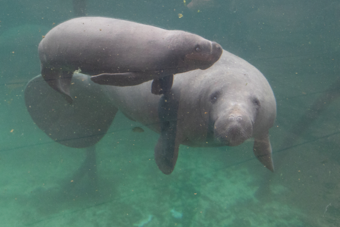 zeekoe geboren in burgers zoo